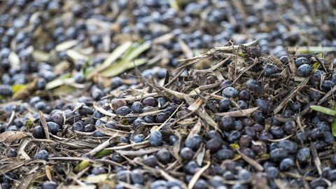 La cosecha de aceituna ha sido buena, pero se espera&nbsp;una todav&iacute;a mejor