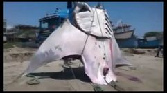 Una raya gigante de 1.000 kilos