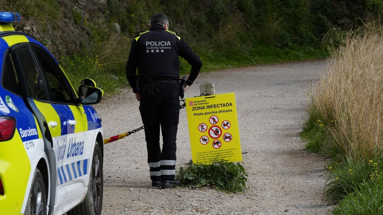 Cuatro meses de peste porcina: la enfermedad no se extiende, pero el sector no se recupera