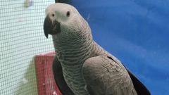 El Concello de Oleiros le busca un hogar realizando una puja