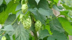 L�pulo cultivado en Mabegondo