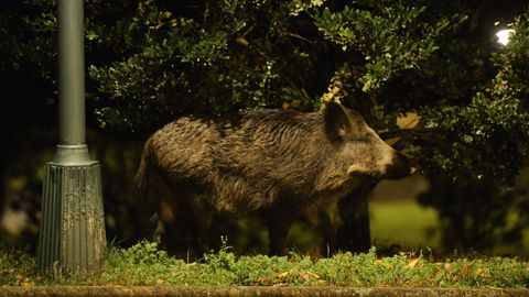 Imagen de archivo de un jabal� campando a sus anchas por A Coru�a
