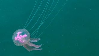 Invasión de medusas en Ferrol