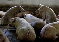 La producci�n porcina es uno de los baluartes econ�micos de la comarca de Deza. 