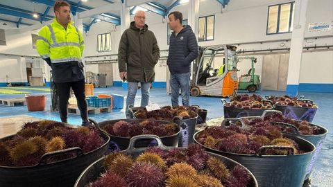 Primeras capturas de erizo en Muros en el 2026