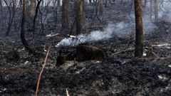 Foto de archivo de un incendio forestal