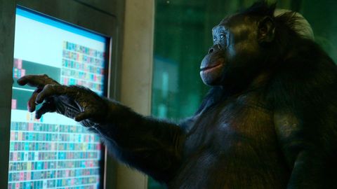  Kanzi, un bonobo de 43 a�os fallecido en el 2025 y famoso por su alto desarrollo cognitivo, fue el sujeto seleccionado para el experimento, en el que los cient�ficos verificaron que simulaba probar vasos de zumo y tazones de uvas imaginarios. 