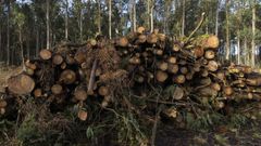 Imagen de una tala de eucaliptos que no guarda relación con la causa penal tramitada en Carballo.