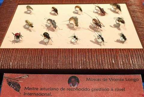 Una de las colecciones de moscas que se exponen