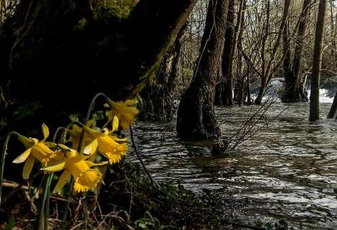 Los llamativos narcisos acampanados se ven con frecuencia al borde del r�o.