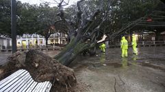 El tilo, de catorce metros de altura, se desplom� �ntegramente sobre el paseo del Cant�n el pasado lunes a causa del temporal.