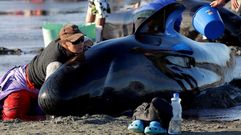 M�s de�400 ballenas encalladas en Nueva Zelanda