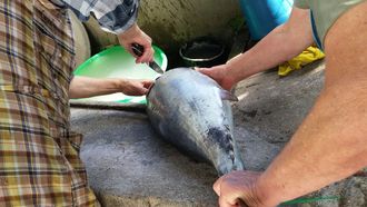 Preparando&nbsp;o bonito para ser envasado