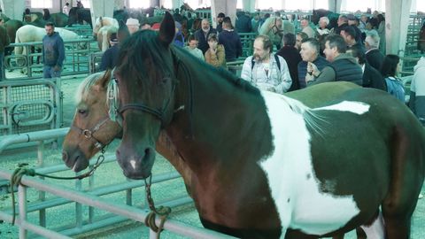 Caballos en la feria de Castro