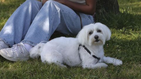 Coco,el bichn malts de una familia de Ames.