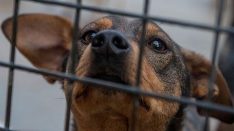 Imagen de archivo de un perro en una protectora de animales de Ourense