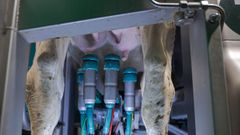 Una vaca en robot de orde�o en una foto de archivo