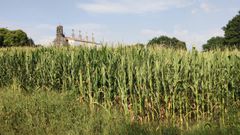 Imagen de un campo de ma�z en Mazaricos con estr�s h�drico