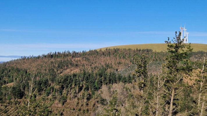Imagen de pinar afectado por la banda marr�n en Galicia