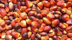 El aceite de palma, que se obtiene de la fruta de la palma aceitera, en crudo es una fuente de vitamina E