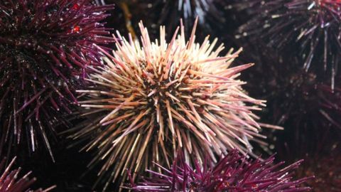 Captura del oricio en Asturias