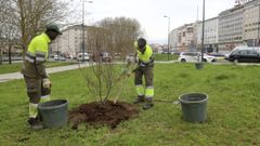Unos operarios plantan �rboles en la carretera de As P�as, en Caranza, en Ferrol.