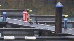 Las nutrias que subieron a los pantalanes del n�utico viveirense podr�an estar en �poca de apareamiento