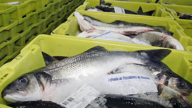 Lubinas salvajes, en la lonja de Ribeira.