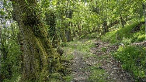 El camino que lleva al castro atraviesa un bosque de castaos