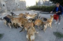 Los animales son alimentados de manera provisional por la due�a del terreno y alg�n vecino.