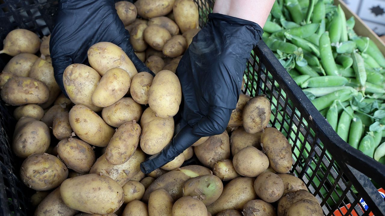 La patata nueva desembarca en los mercados a un precio mínimo de 2,5 euros el kilo