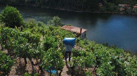 En la D.O. Ribeira Sacra creen que la vendimia de este ao puede reportar alrededor de seis millones de kilos de uva