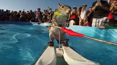 Los mejores virales del 2015, en v�deo