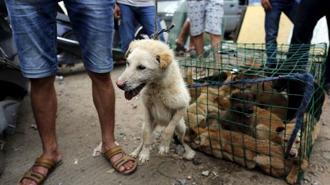 Un vendedor con un perro a la venta. 