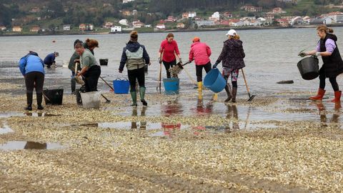 Varios d�as de marzo e abril do 2026, mariscadoras de Noia retiraron toneladas de cunchas de bivalvos mortos no Testal.