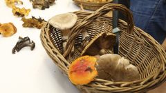 Imagen de archivo de una recoleccin de setas.