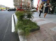 A la izquierda, las hierbas desbordan una isla en Gregorio Espino. A la derecha, un seto descuidado en Camelias. 