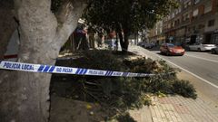 La acera que rodea el cipr�s desde hace casi dos d�cadas amaneci� este s�bado precintada y con los restos de la poda