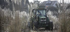 Un tractor desbroz� y tritur� las plantas, que antes hab�an sido tratadas con herbicida. 