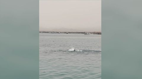 Un tibur�n tigre ha matado a un joven ruso en la ciudad egipcia de Hurghada, a orillas del Mar Rojo