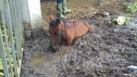 El caballo se encontraba atrapado en un barrizal.