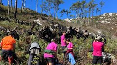 Voluntarios trabajando este verano en la regeneraci�n forestal de las islas