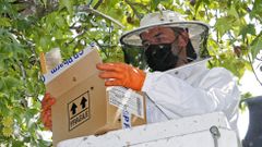 RETIRAN UN NIDO DE ABEJAS QUE ESTABAN SIENDO ATACADAS POR AVISPAS VELUTINAS EN UN ARBOL DE LA PLAZA DE LA VERDURA EN PONTEVEDRA
