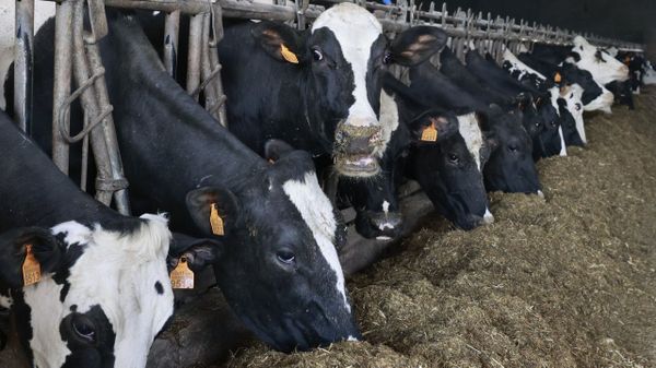 Vacas frisonas para producci�n l�ctea en una imagen de archivo
