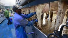 Un trabajador senegal�s, en una explotaci�n l�ctea del concello de L�ncara