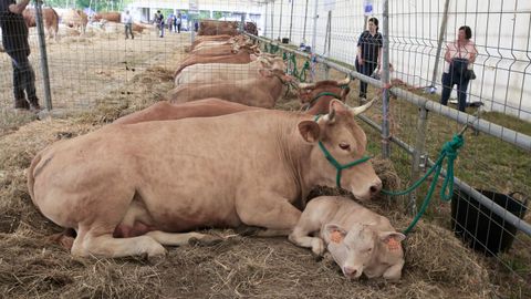 Imagen de archivo de la Feria de Adai, que comienza el viernes y celebra el sábado la subasta de Rubia Galega