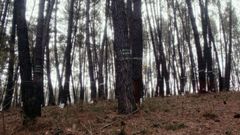 El aprovechamiento de resina va a m�s �ltimamente en Galicia.