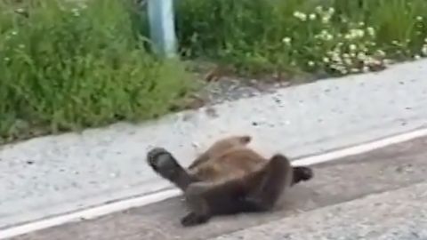 El oso hallado en el puerto de Leitariegos