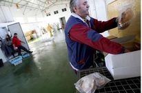 Jaime Gabarri sacando ayer vieira para la venta en las dependencias de la cofrad�a.
