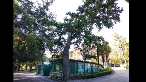 El rbol ms viejo del Campo San Francisco de Oviedo, un roble con una edad estimada entre 300 y 400 aos